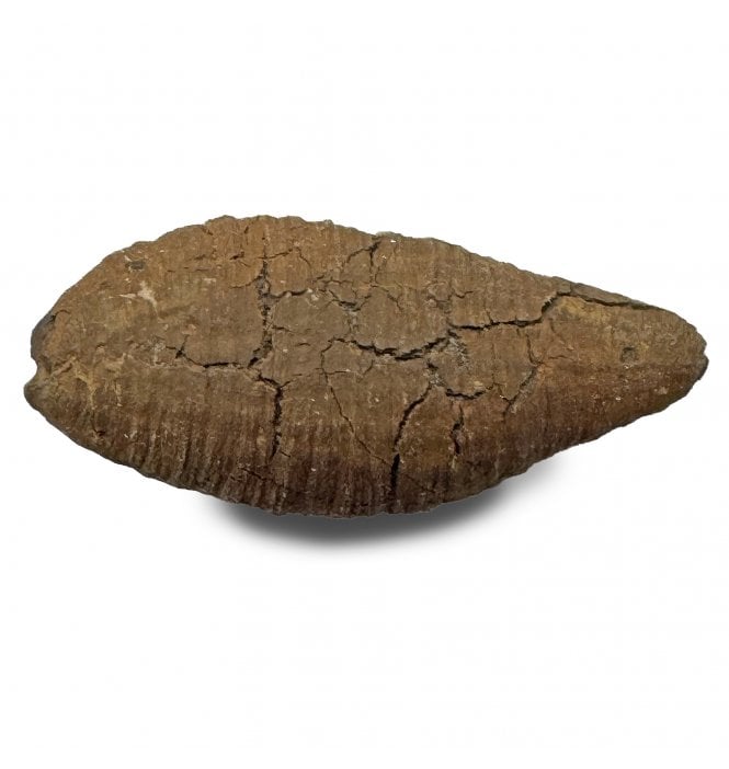 Fossils For Sale | Fossils-UK.com | Late Cretaceous Insect Casing from ...