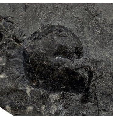 Late Devonian Goniatite from New York State, USA (SKU OF2162):- Manticoceras sp.