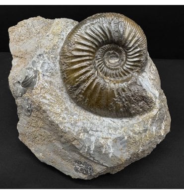 Lower Callovian, Middle Jurassic Ammonite from Germany (SKU A4866):- Homoeoplanulites homoemorphus