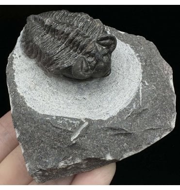 Lower Devonian Trilobite from Djebel Oufaten, Morocco (SKU T1256):- Coltraenia oufatensis