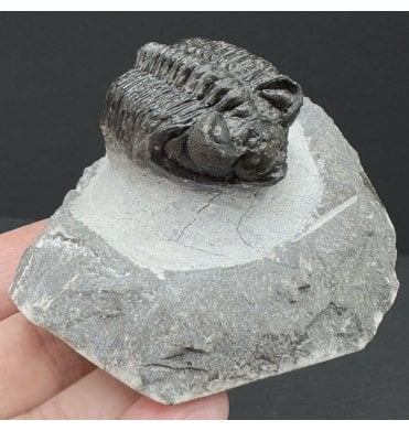 Lower Devonian Trilobite from Djebel Oufaten, Morocco (SKU T1333):- Coltraenia oufatensis