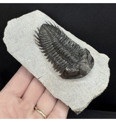 Lower Devonian Trilobite from Djebel Oufaten, Morocco (SKU T1498):- Coltraenia oufatensis