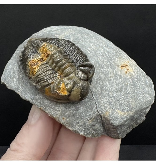 Lower Devonian Trilobite from Djebel Oufaten, Morocco (SKU T1501):- Coltraenia oufatensis