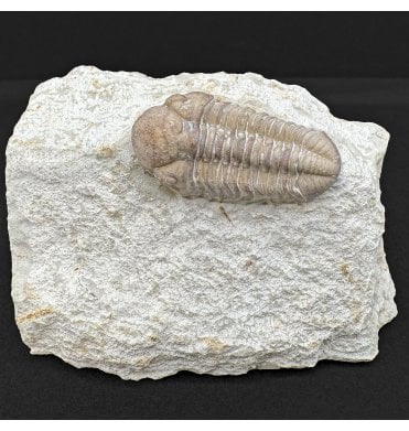 Lower Devonian Trilobite from Oklahoma, USA (SKU T1433):- Paciphacops raymondii