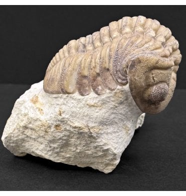 Lower Devonian Trilobite from Oklahoma, USA (SKU T1435):- Lochkovella deckeri