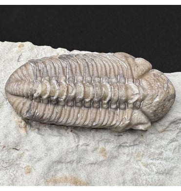 Lower Devonian Trilobite from Oklahoma, USA (SKU T1466):- Paciphacops raymondii