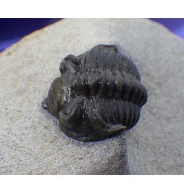 Lower Devonian Trilobite from Oufaten, Morocco, North Africa (SKU T0219):- Destombesina cf. tafilatensis
