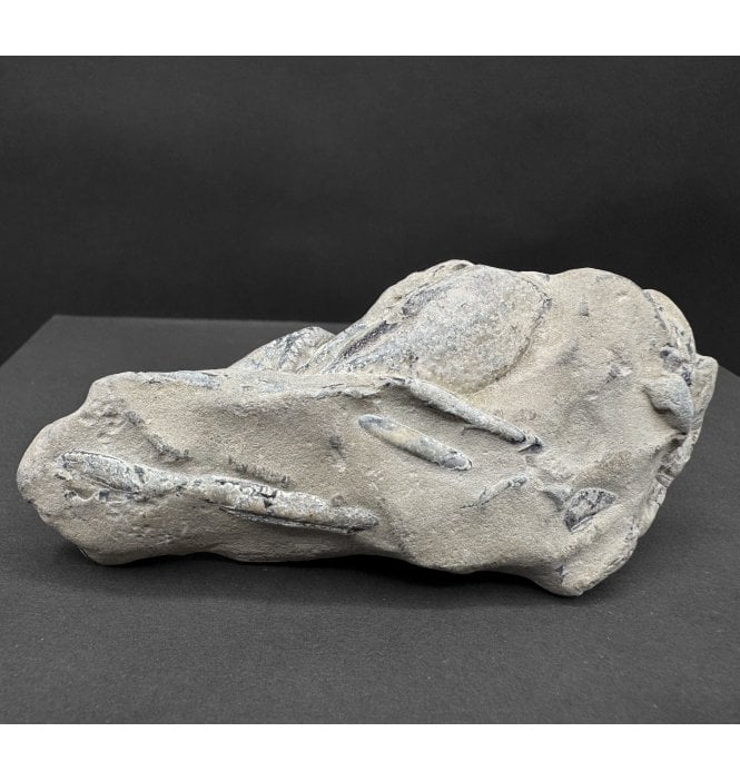 Lower Greensand, Cretaceous Lobster from the Isle of Wight, England (SKU OF4014):- Meyeria (Mecochirus) magna
