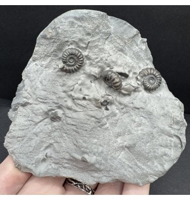 Lower Jurassic, Lower Lias Ammonite Cluster from Robin Hoods’s Bay, North Yorkshire, England (SKU A4613):- Promicroceras precompressum