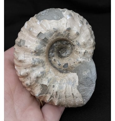 Lower Jurassic, Lower Lias Ammonite from Blockley, Gloucestershire, England (SKU A2066):- Liparoceras kilbiense