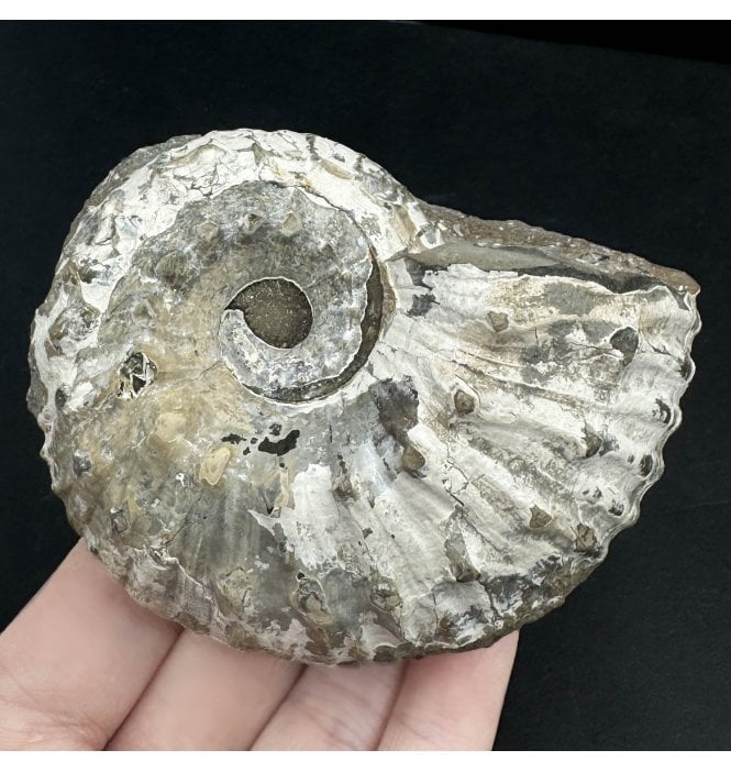 Lower Jurassic, Lower Lias Ammonite from Blockley, Gloucestershire, England (SKU A3466):- Liparoceras substriatum