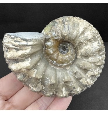 Lower Jurassic, Lower Lias Ammonite from Blockley, Gloucestershire, England (SKU A4411):- Liparoceras cf. kilsbiense