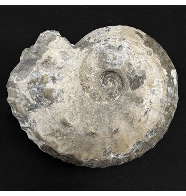 Lower Jurassic, Lower Lias Ammonite from Blockley, Gloucestershire, England (SKU A4947):- Liparoceras cheltiense