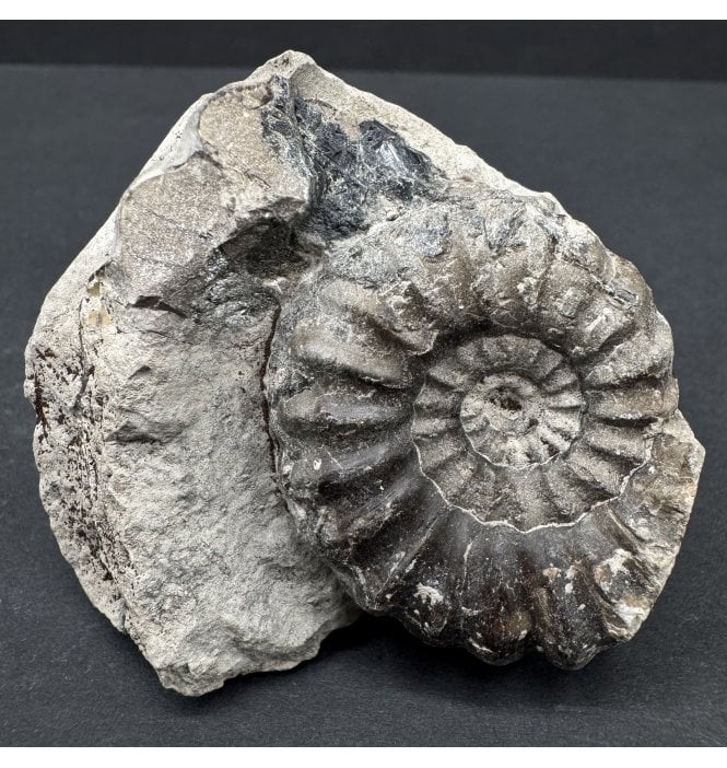 Lower Jurassic, Lower Lias Ammonite from North Yorkshire, England (SKU A4505):- Androgynoceras maculatum