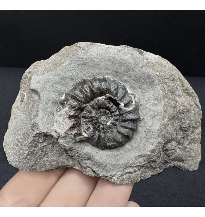 Lower Jurassic, Lower Lias Ammonite from Robin Hood’s Bay, North Yorkshire, England (SKU A4473):- Androgynoceras maculatum