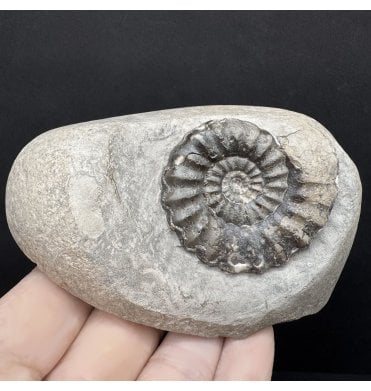 Lower Jurassic, Lower Lias Ammonite from Robin Hood’s Bay, North Yorkshire, England (SKU A4474):- Androgynoceras maculatum