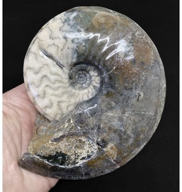 Lower Jurassic, Lower Lias Ammonite from Scunthorpe, England (SKU A2432):- Eparietites denotatus