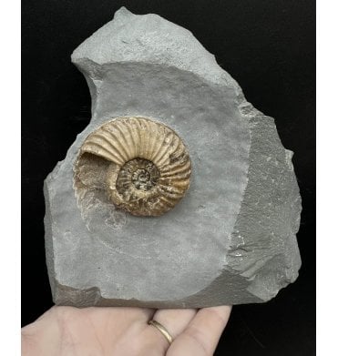 Lower Jurassic, Lower Lias Calcite Ammonite from Charmouth, Dorset, England (SKU A3314):- Caenisites turneri