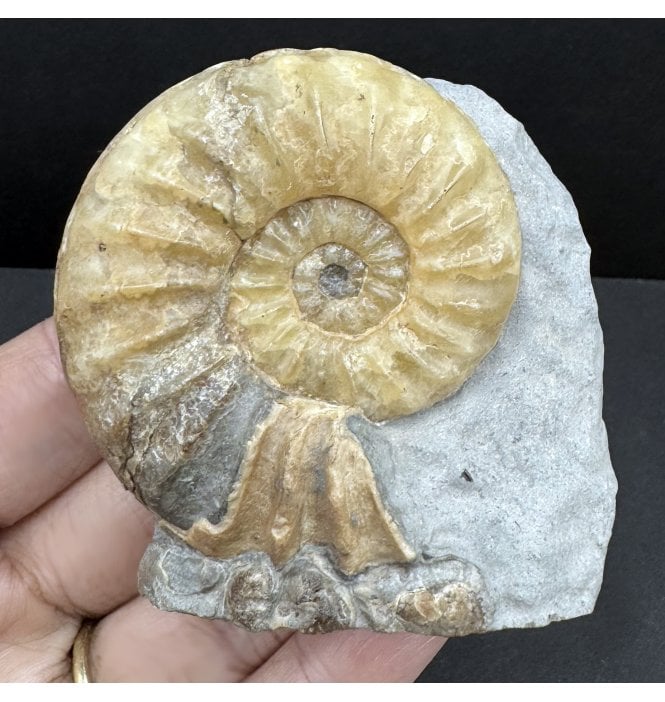 Lower Jurassic, Lower Lias Calcite Ammonite from Charmouth, Dorset, England (SKU A4167):- Asteroceras obtusum