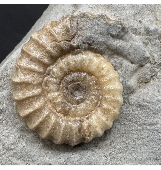 Lower Jurassic, Lower Lias Calcite Ammonite from Charmouth, Dorset, England (SKU A4891):- Promicroceras planicosta