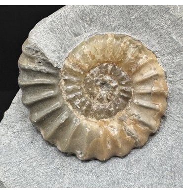 Lower Jurassic, Lower Lias Calcite Ammonite from Charmouth, Dorset, England (SKU A4892):- Promicroceras planicosta
