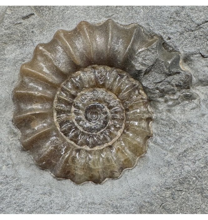 Lower Jurassic, Lower Lias Calcite Ammonite from Charmouth, Dorset, England (SKU A4932):- Promicroceras planicosta