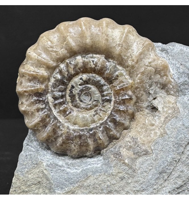 Lower Jurassic, Lower Lias Calcite Ammonite from Charmouth, Dorset, England (SKU A4933):- Promicroceras planicosta