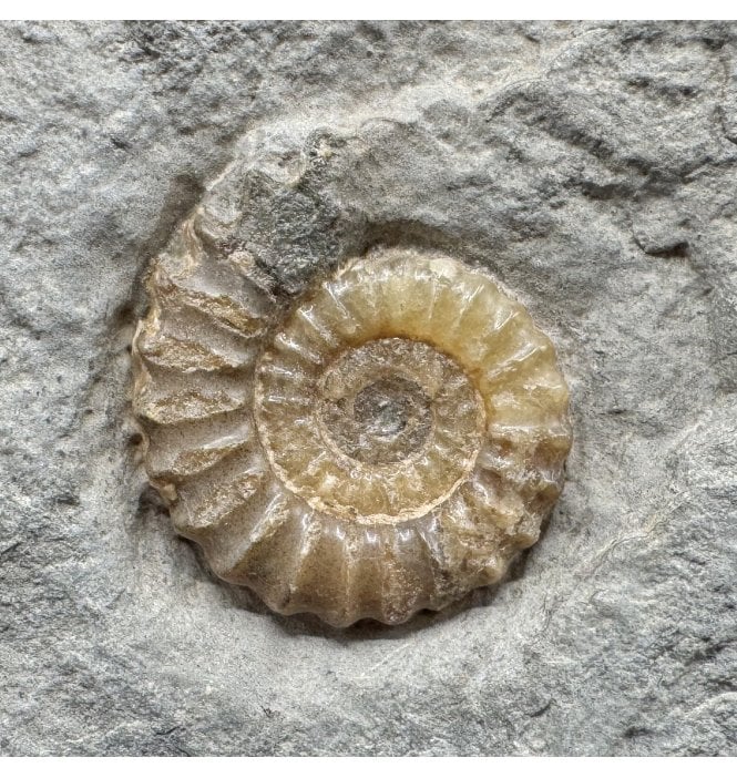 Lower Jurassic, Lower Lias Calcite Ammonite from Charmouth, Dorset, England (SKU A4934):- Promicroceras planicosta