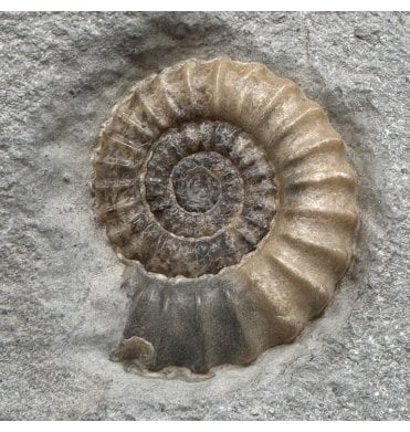 Lower Jurassic, Lower Lias Calcite Ammonite from Charmouth, Dorset, England (SKU A4991):- Promicroceras planicosta