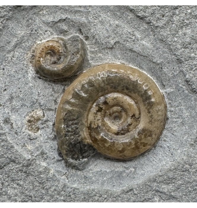 Lower Jurassic, Lower Lias Calcite Ammonite from Charmouth, Dorset, England (SKU A5010):- Microderoceras birchi and Cymbsites sp.