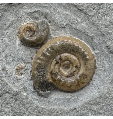 Lower Jurassic, Lower Lias Calcite Ammonite from Charmouth, Dorset, England (SKU A5010):- Microderoceras birchi and Cymbsites sp.