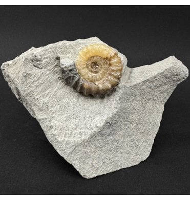 Lower Jurassic, Lower Lias Calcite Ammonite from Charmouth, Dorset, England (SKU A5025):- Promicroceras planicosta