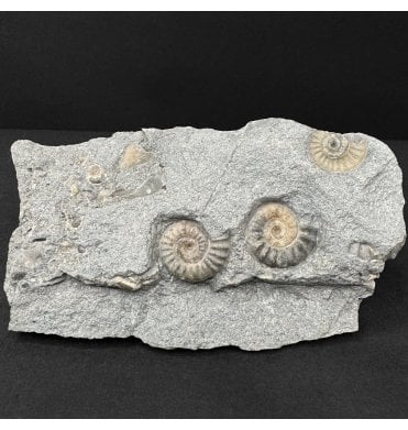 Lower Jurassic, Lower Lias Calcite Ammonite from Charmouth, Dorset, England (SKU A5056):- Promicroceras planicosta