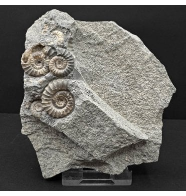 Lower Jurassic, Lower Lias Calcite Ammonite from Lyme Regis, Dorset, England (SKU A4797):- Promicroceras planicosta