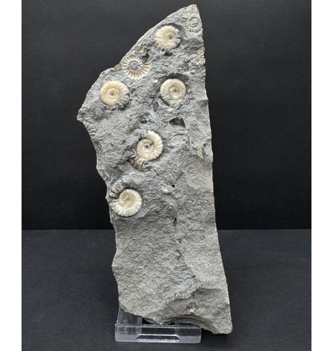 Lower Jurassic, Lower Lias Calcite Ammonite from Lyme Regis, Dorset, England (SKU A4799):- Promicroceras planicosta