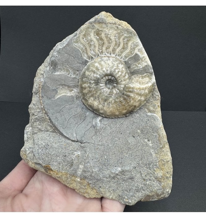 Lower Jurassic, Middle Lias Ammonite from Eype, Bridport, Dorset, England (SKU A3944):- Amaltheus margaritatus