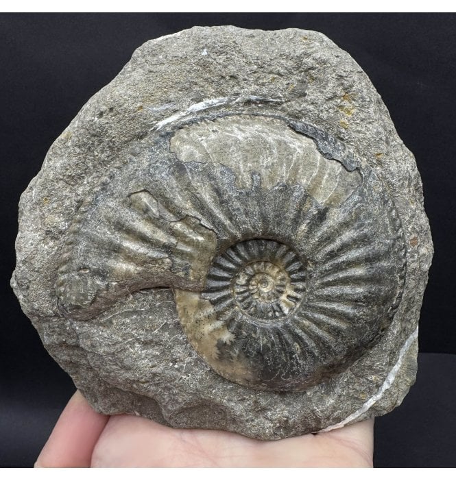 Lower Jurassic, Middle Lias Ammonite from Eype, Bridport, Dorset, England (SKU A4418):- Amaltheus margaritatus