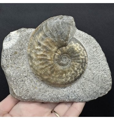 Lower Jurassic, Middle Lias Ammonite from Eype, Bridport, Dorset, England (SKU A4419):- Amaltheus margaritatus