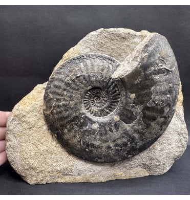 Lower Jurassic, Middle Lias Ammonite from Eype, Bridport, Dorset, England (SKU A4421):- Amaltheus margaritatus