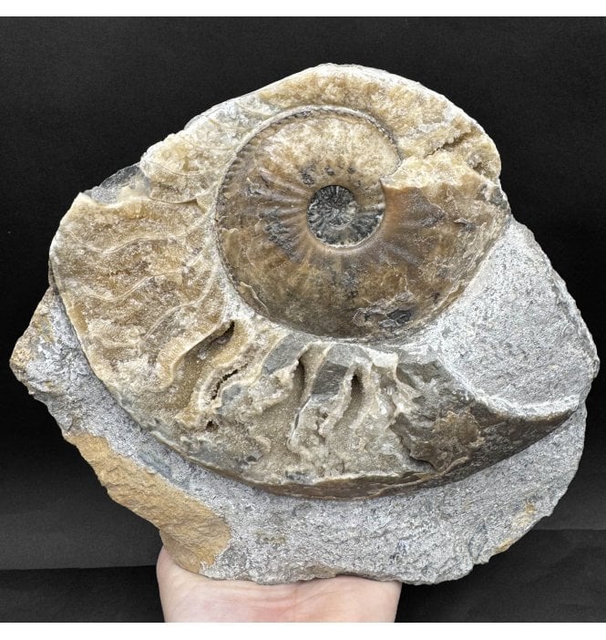 Lower Jurassic, Middle Lias Ammonite from Eype, Bridport, Dorset, England (SKU A4433):- Amaltheus margaritatus
