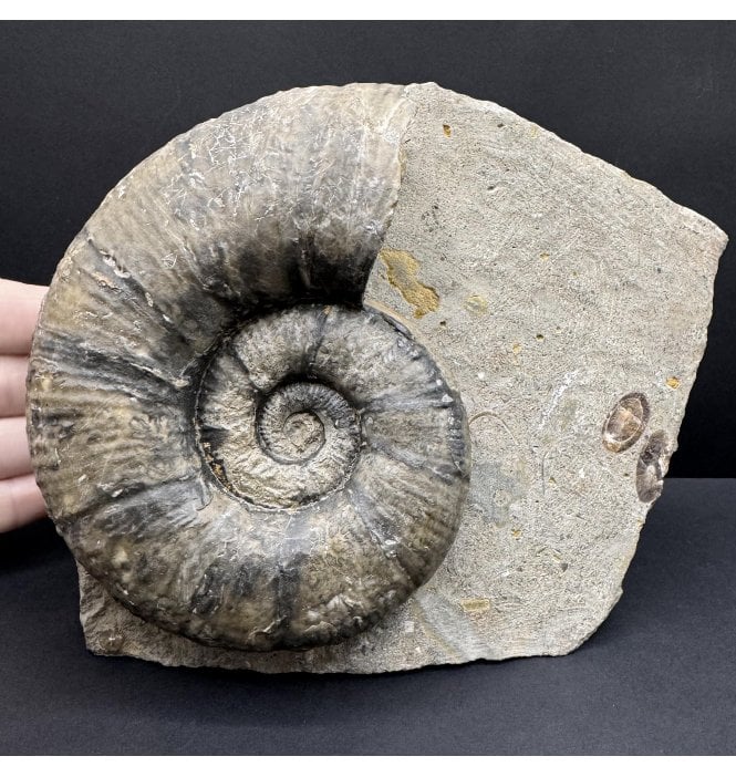 Lower Jurassic, Middle Lias, Ammonite from Eype, Bridport, Dorset, England (SKU A4656) AW48:- Lytoceras furcicrenatum