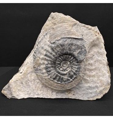 Lower Jurassic, Middle Lias Ammonite from Eype, Bridport, Dorset, England (SKU A4807):- Amaltheus margaritatus