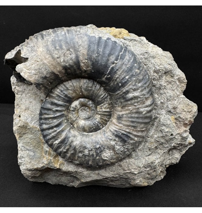 Lower Jurassic, Middle Lias, Ammonite from Eype, Bridport, Dorset, England (SKU A4843):- Lytoceras furcicrenatum