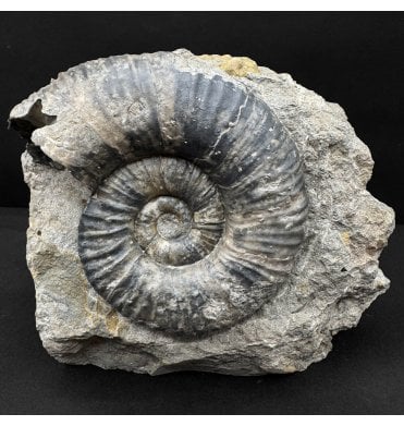 Lower Jurassic, Middle Lias, Ammonite from Eype, Bridport, Dorset, England (SKU A4843):- Lytoceras furcicrenatum