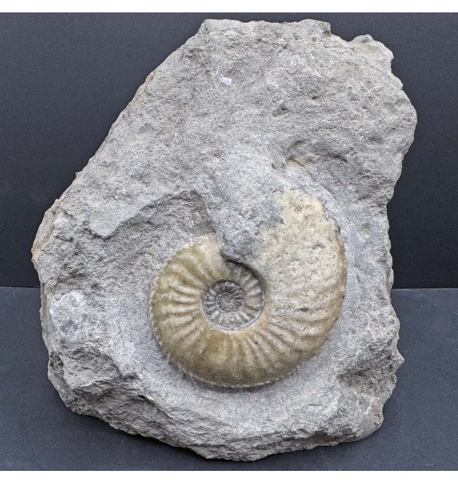 Lower Jurassic, Middle Lias Ammonite from Eype, Dorset, England (SKU A4124):- Amaltheus margaritatus