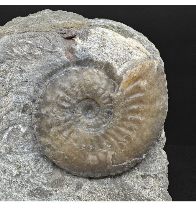 Lower Jurassic, Middle Lias Ammonite from Eype, Dorset, England (SKU A4873):- Amaltheus margaritatus