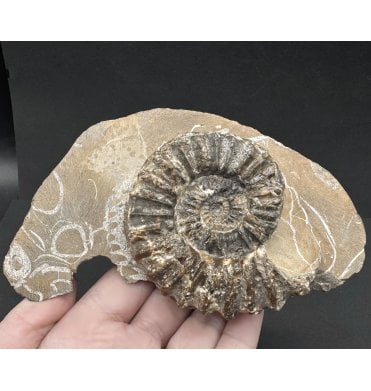 Lower Jurassic, Middle Lias Ammonite from Mappleton, Holderness Coast, Nr Hull, East Yorkshire, England (SKU A3855):- Pleuroceras sp.