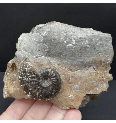Lower Jurassic, Middle Lias Ammonite from Robin Hood’s Bay, North Yorkshire, England (SKU A4704):- Amaltheus stokesi and Amaltheus subnodosus