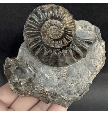 Lower Jurassic, Middle Lias Ammonite from Robin Hood’s Bay, North Yorkshire, England (SKU A4996):- Pleuroceras pausicostatum
