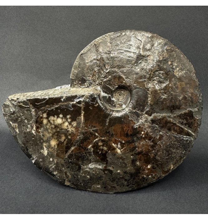 Lower Jurassic, Middle Lias Ammonite from Robin Hood’s Bay, Whitby, North Yorkshire, England (SKU A5037):- Amauroceras lenticulare
